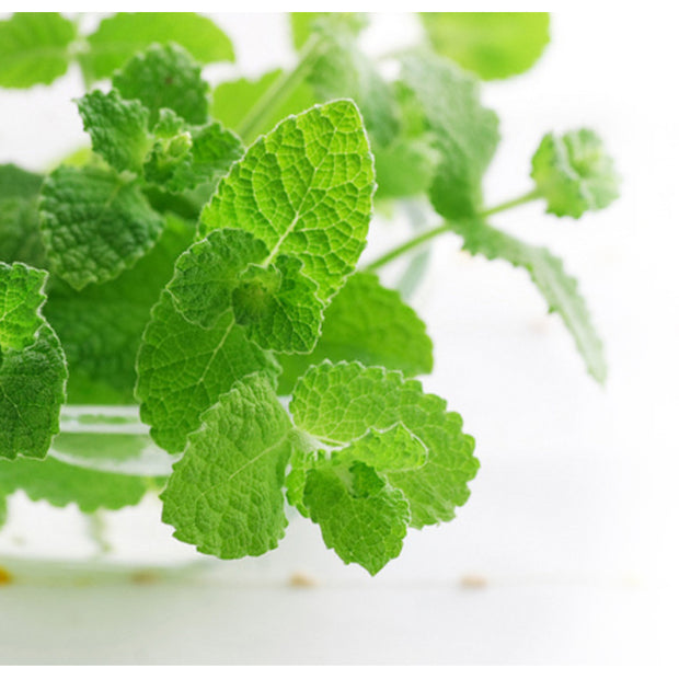 Special Offer - 30ml Peppermint Essential Oil